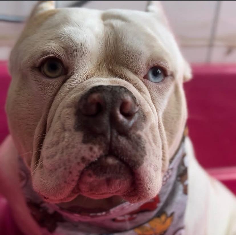 Cãozinho fofo recebendo corte com tesoura profissional